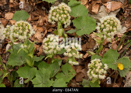 White butterbur, Petasites albus in flower in early spring. Vercors mountains. Stock Photo