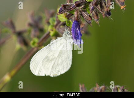 Female Wood White, Leptidea sinapis; spring generation on Clary flower. Stock Photo