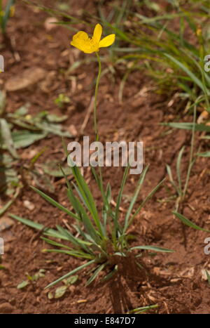 Grassy-leaved buttercup, Ranunculus gramineus in flower, Cevennes, France. Stock Photo