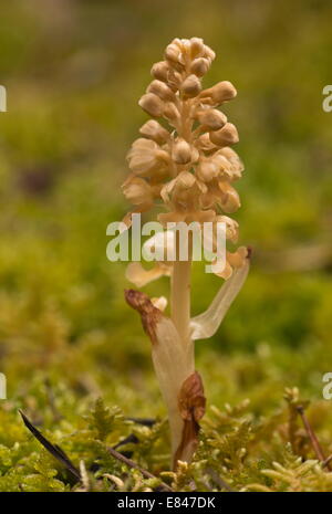 Bird's nest orchid, Neottia nidus-avis in mossy woodland. Stock Photo