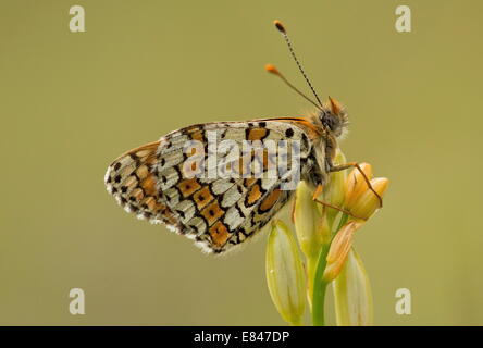 Glanville Fritillary, Melitaea cinxia, adult perched St Bernard's lily, France. Stock Photo