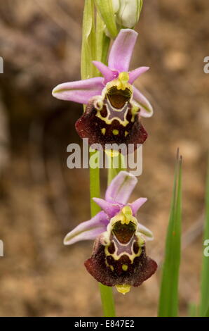 Late Spider Orchid, Ophrys fuciflora in flower. Very rare in uk. Stock Photo