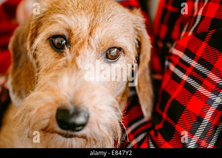 Brown Wirehaired Dachshund Sits In Hands Of Mistress