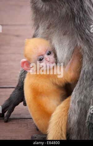 The Orange coloured baby of a Silvery lutung or Silvered leaf monkey hanging on to mom in Borneo, Asia. Stock Photo