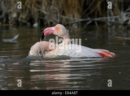 Greater Flamingo Phoenicopterus roseus  Camargue France Stock Photo