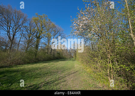 Foxley Wood National Nature Reserve and Norfolk Wildlife Trust Reserve Norfolk early spring Stock Photo