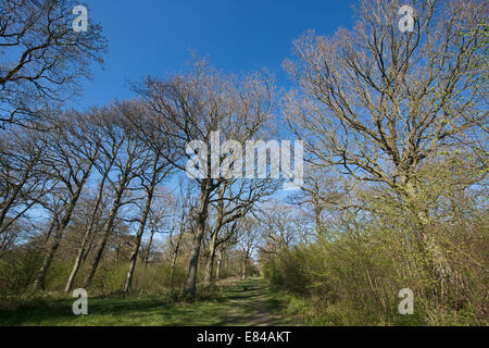 Foxley Wood National Nature Reserve and Norfolk Wildlife Trust Reserve Norfolk early spring Stock Photo