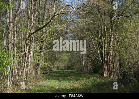 Foxley Wood National Nature Reserve and Norfolk Wildlife Trust Reserve Norfolk early spring Stock Photo