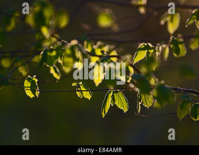 Hazel Corylus avellana light on leaves n late evening Thursford Wood North Norfolk Stock Photo