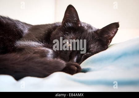 Sleepy black cap looking at camera Stock Photo