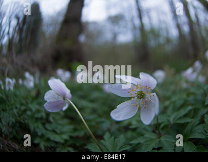 Wood Anenome Anemone nemorosa Thursford Norfolk early spring Stock Photo