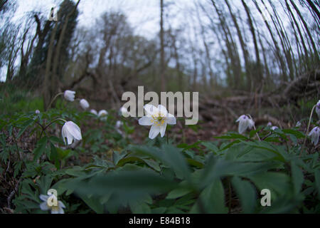 Wood Anenome Anemone nemorosa Thursford Norfolk early spring Stock Photo