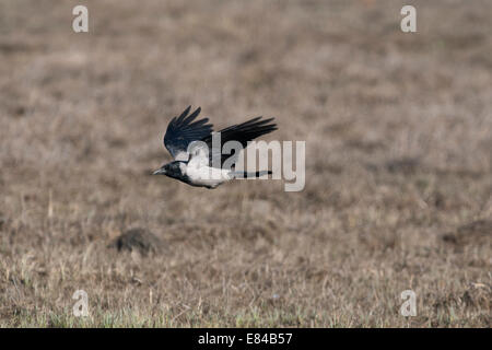 Hooded Crow Corvus cornix Finland April Stock Photo