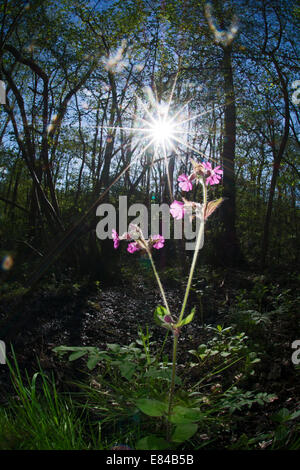 Red Campion Silene dioica Thursford Wood North Norfolk spring Stock Photo