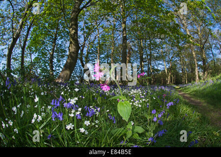 Red Campion Silene dioica Thursford Wood North Norfolk spring Stock Photo