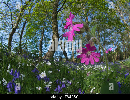 Red Campion Silene dioica Thursford Wood North Norfolk spring Stock Photo