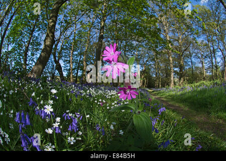 Red Campion Silene dioica Thursford Wood North Norfolk spring Stock Photo