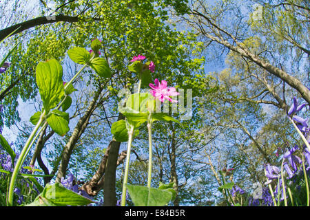 Red Campion Silene dioica Thursford Wood North Norfolk spring Stock Photo