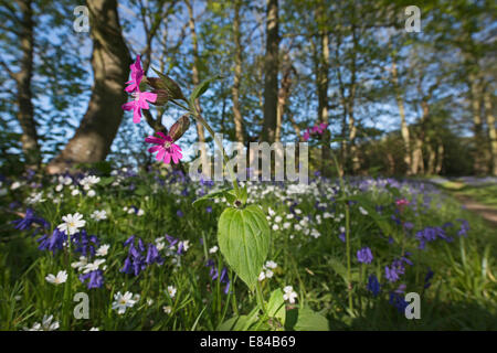 Red Campion Silene dioica Thursford Wood North Norfolk spring Stock Photo