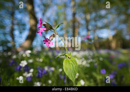 Red Campion Silene dioica Thursford Wood North Norfolk spring Stock Photo