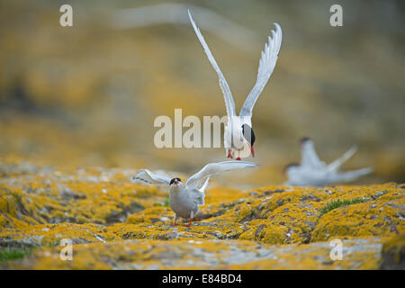Arctic Tern Arctic Tern Sterna paradisaea Inner Farne Northumberland Stock Photo