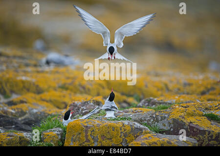 Arctic Tern Arctic Tern Sterna paradisaea Inner Farne Northumberland Stock Photo
