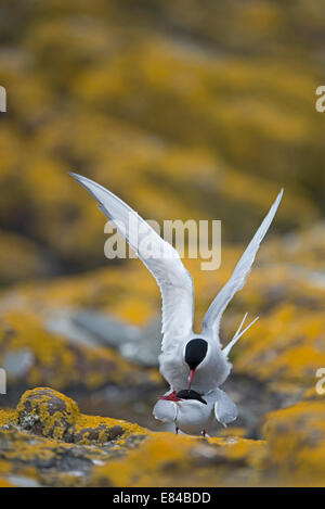Arctic Tern Sterna paradisaea mating Inner Farne Northumberland Stock Photo