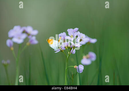 Orange-tip Butterfly Anthocharis cardamines on Cuckoo flower Cley Norfolk Stock Photo