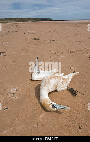 Northern Gannet Morus bassana dead on beach at Sands of Forvie NNR Aberdeenshire Scotland Stock Photo