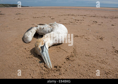 Northern Gannet Morus bassana dead on beach at Sands of Forvie NNR Aberdeenshire Scotland Stock Photo