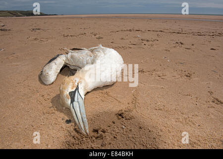 Northern Gannet Morus bassana dead on beach at Sands of Forvie NNR Aberdeenshire Scotland Stock Photo