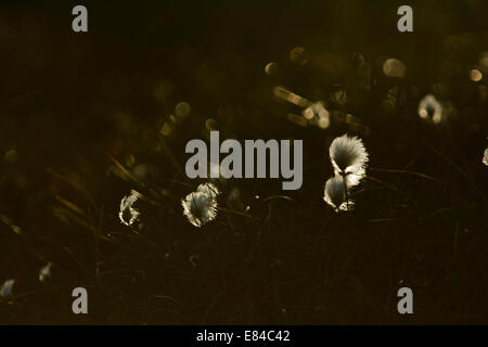 Common Cottongrass Eriophorum angustifolium Hermaness National Nature Reserve Unst Shetland June Stock Photo