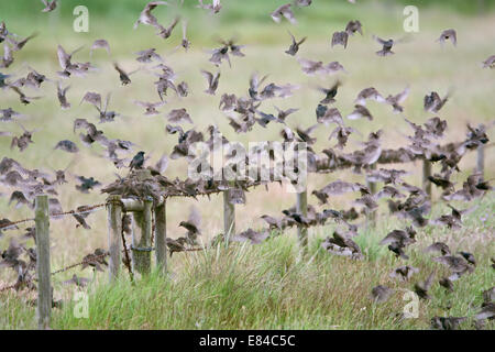 Starlings Sturnus vulgarus juveniles in post breeding flock Cley Norfolk June Stock Photo