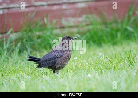 Blackbird Turdus merula recently fledged young in garden Norfolk Stock Photo