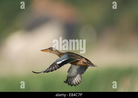 Shoveler Anas clypeata female Cley Norfolk July Stock Photo