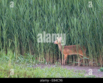 Chinese Water Deer Hydropotes inermis female Cley Norfolk summer Stock Photo