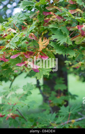 Acer Platanoides palmatifidum seed pods in autumn. Norway Maple tree. UK Stock Photo