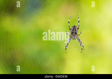 Araneus diadematus. Common orb weaver spider on a web in an english garden Stock Photo