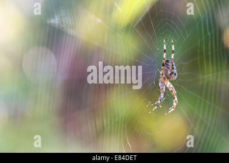 Araneus diadematus. Common orb weaver spider on a web in an english garden Stock Photo