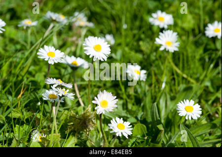Spring meadow near Adersbach Kraichgau in Baden Württemberg in Germany Stock Photo