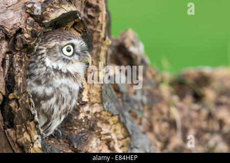 Little Owl (Athene noctua) peering out of a  nest hole in a tree trunk Stock Photo