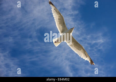 Herring Gull in flight Stock Photo