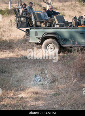 Leopard watched by tourists on safari, Sabi Sands Private Game Reserve, South Africa Stock Photo