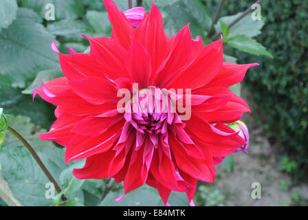 Red waterlily dahlia supported by wires Stock Photo