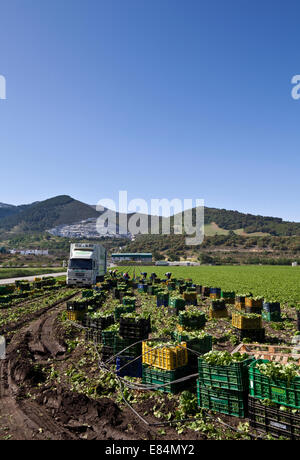 Harvesting Lettuce  near Ventas de Zafarraya, Granada Province, Andalucia, Spain Stock Photo