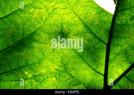 the underside of a green tropical leaf showing veins Stock Photo