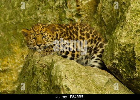 Extremely Rare Amur Leopard Cub (Panthera Pardus Orientalis) Laying On Rock Stock Photo