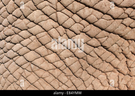 Close-up of the hide of an elephant. Stock Photo