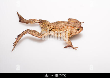 American toad, Bufo americanus; native to eastern USA and Canada; cutout with white background Stock Photo