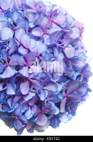 lilac-blue hydrangea isolated on white background Stock Photo